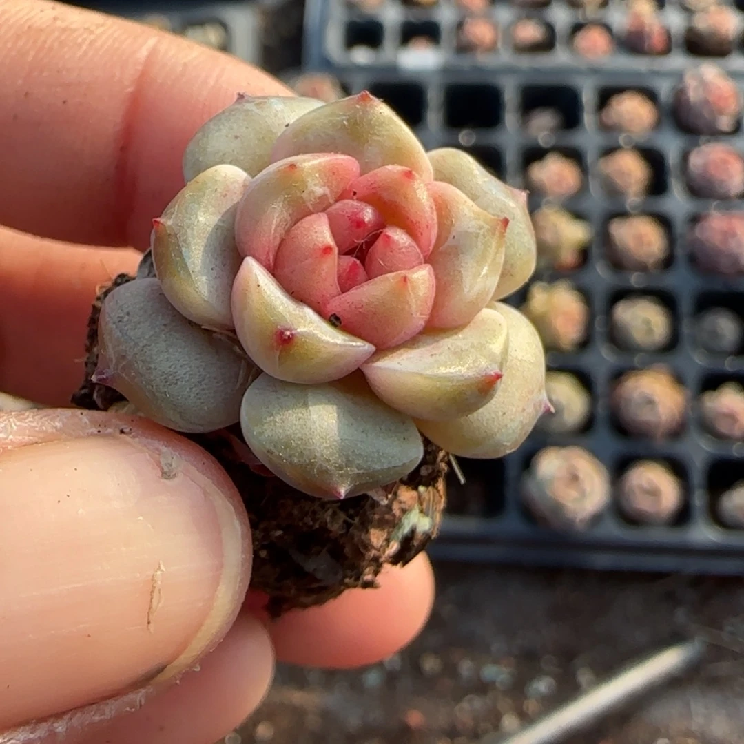 多肉小卡拉米糖心一物一拍