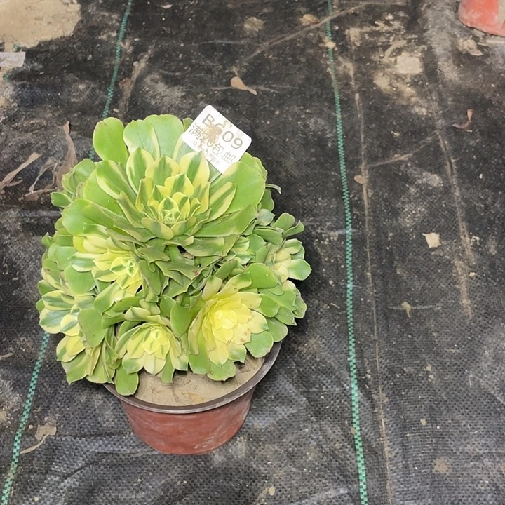 汇***味609辛尼亚多肉法师