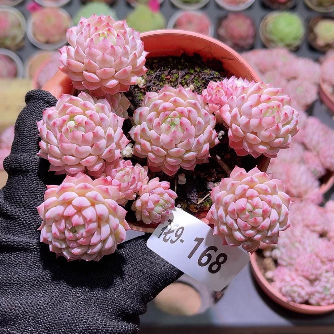 花09-168小粉莓群生