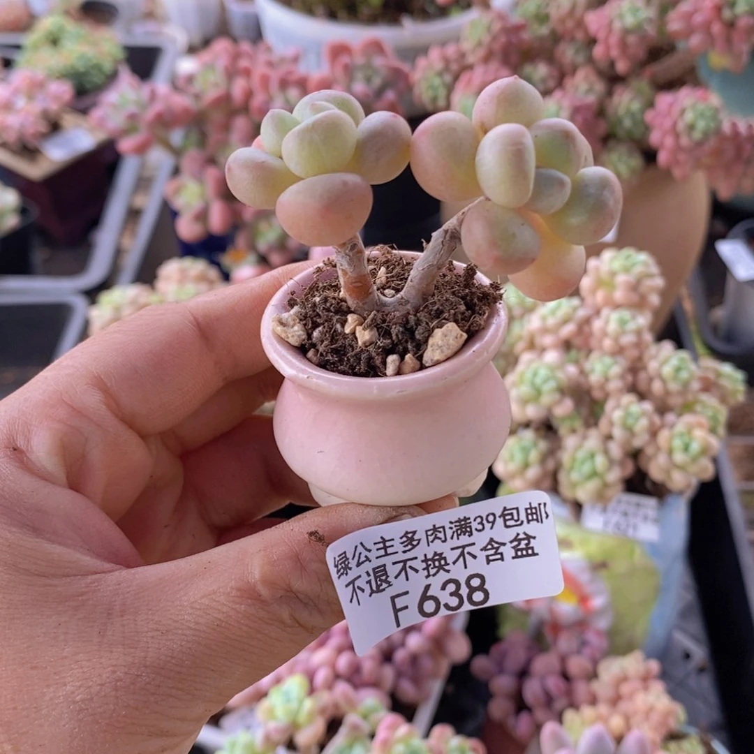 萤火虫4cm638多肉植物带盆