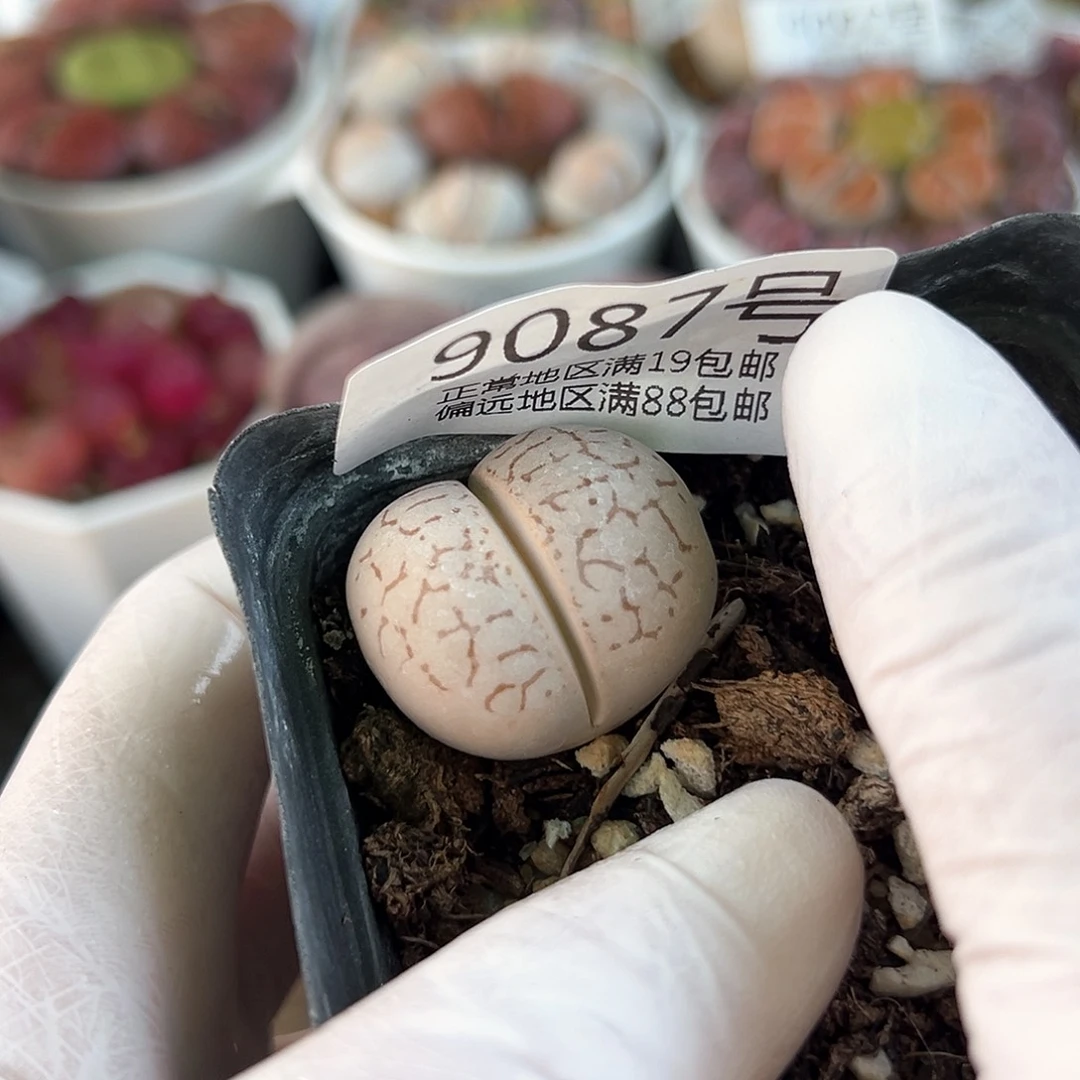 好养易活生石花大母本9087