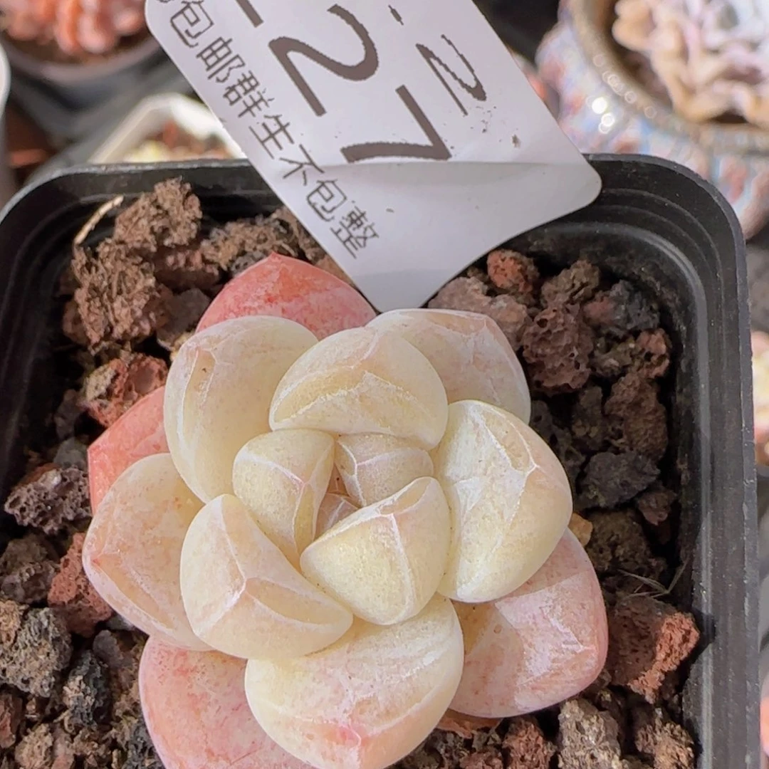 冰玉单头一颗脱土发货