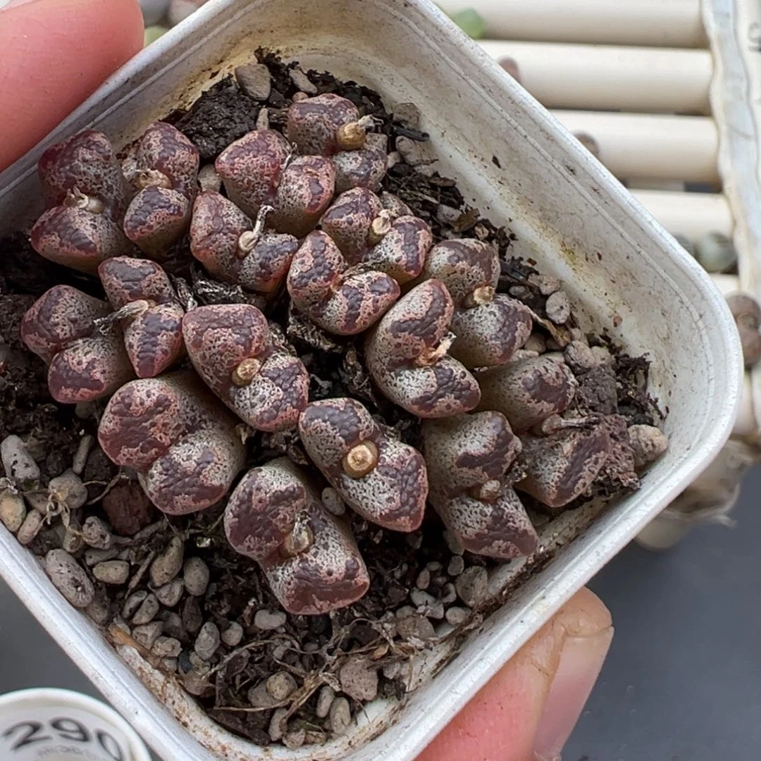 1.4好看的多肉脱土发货307