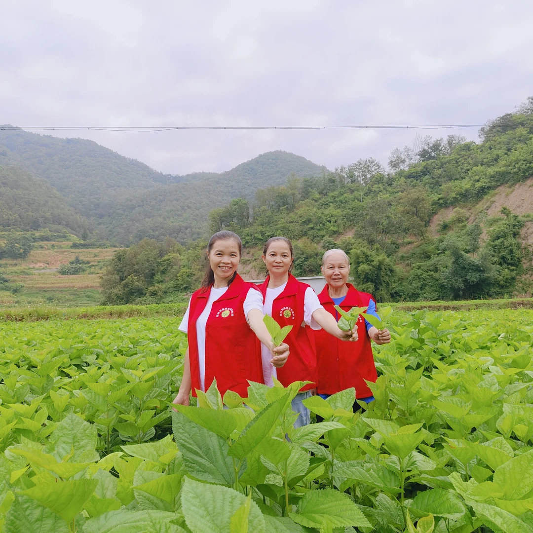 养蚕专用桑树苗桂桑6号2000株桑苗