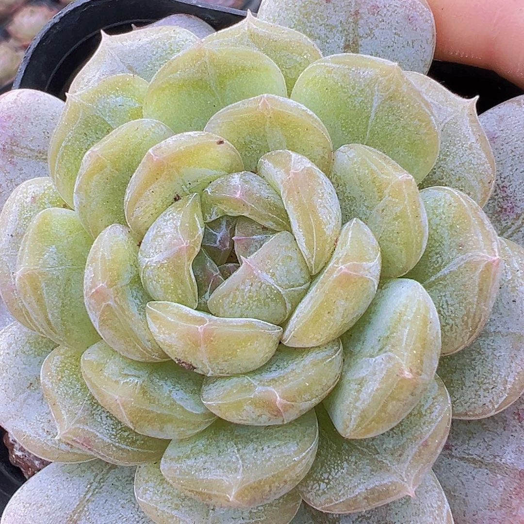 大单头白脸19包邮多肉