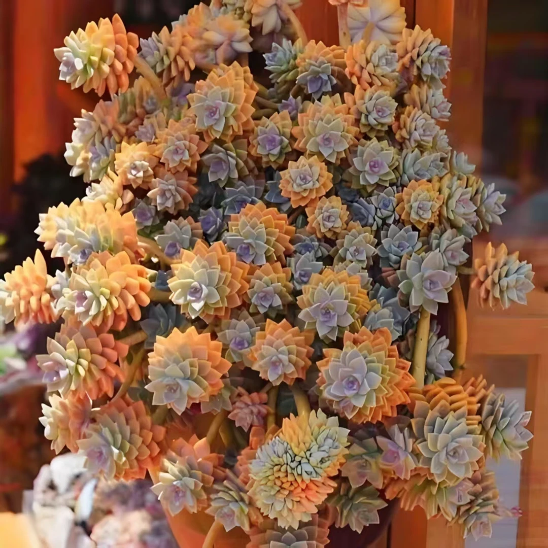 淡雪 拍一发二 好种好养 瑕疵不售后 多肉绿植园艺种植多肉办公室