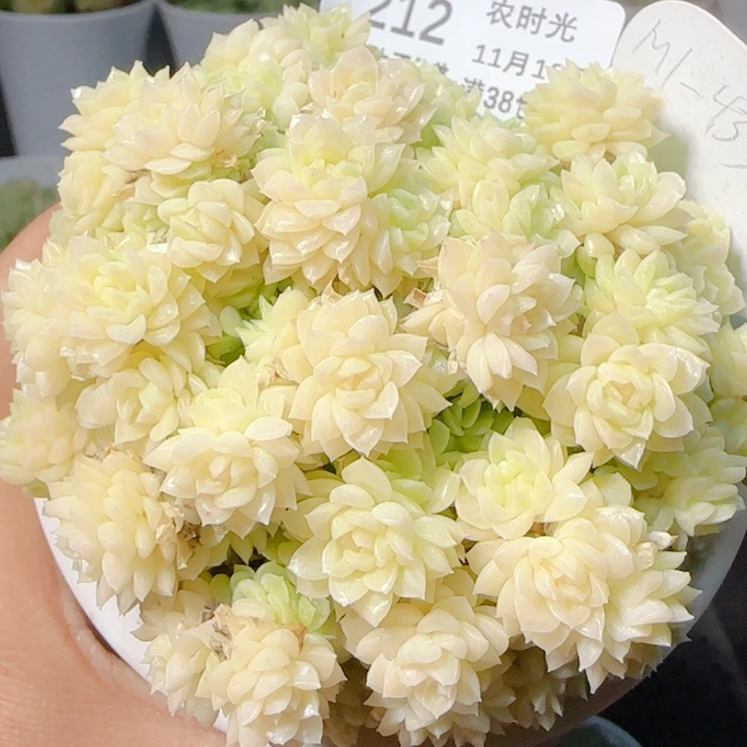 1116-212m1-433-2麦杆