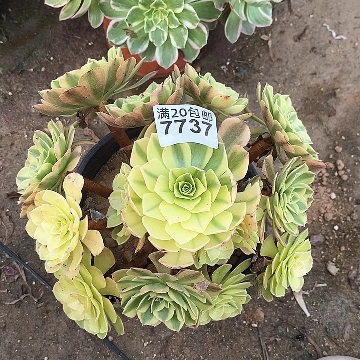 7737 一颗雨何法师