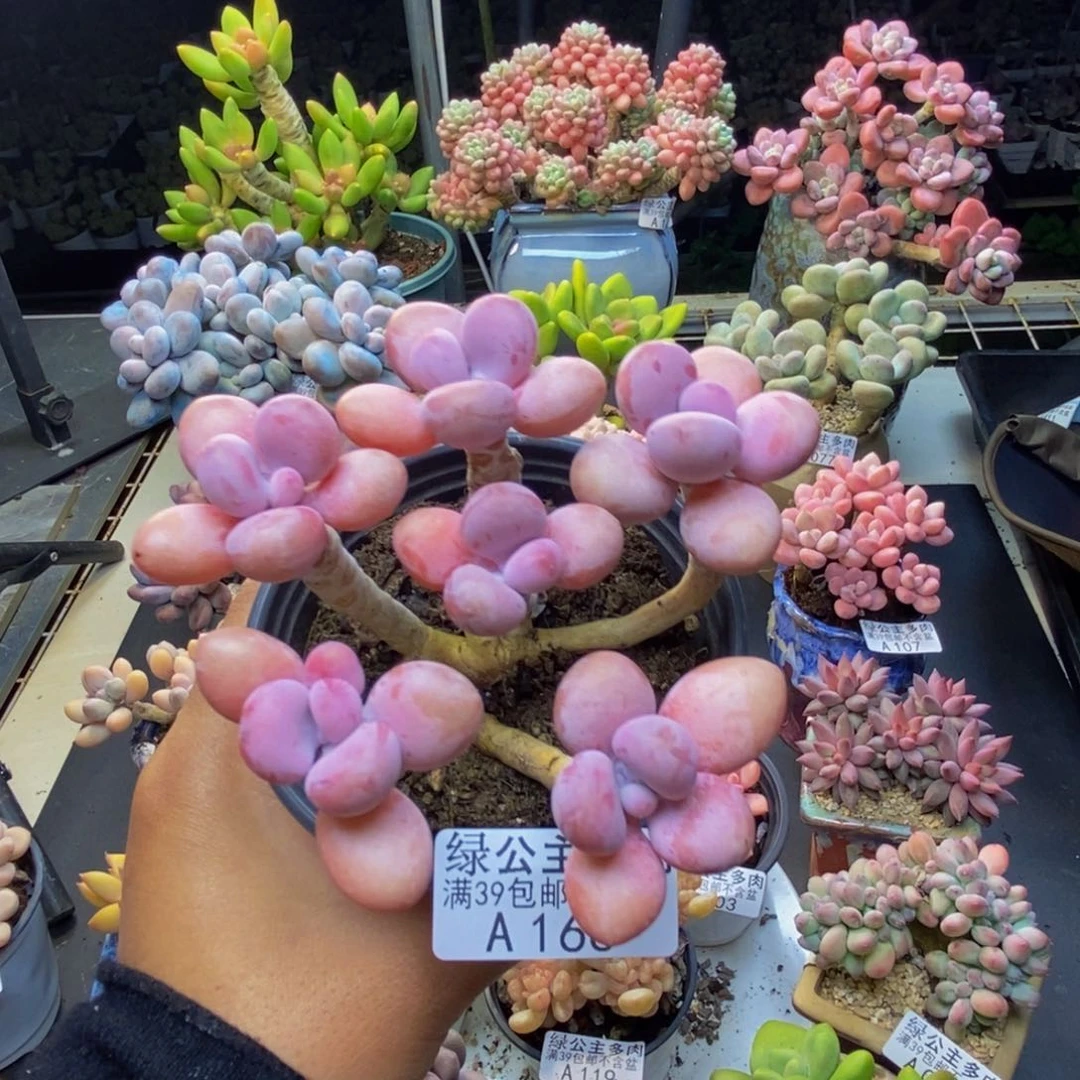 世**源166糖果桃蛋多肉8c m