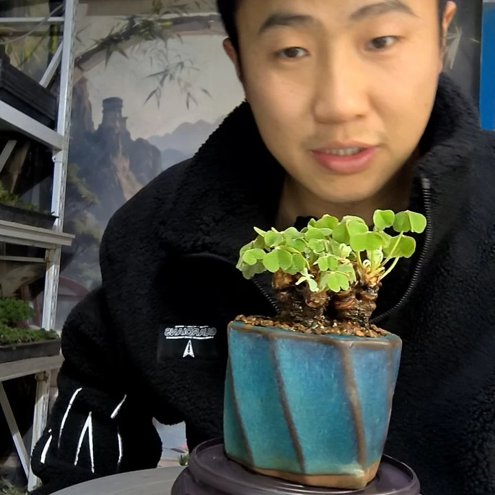 橘***宝中青园艺一物一拍花256