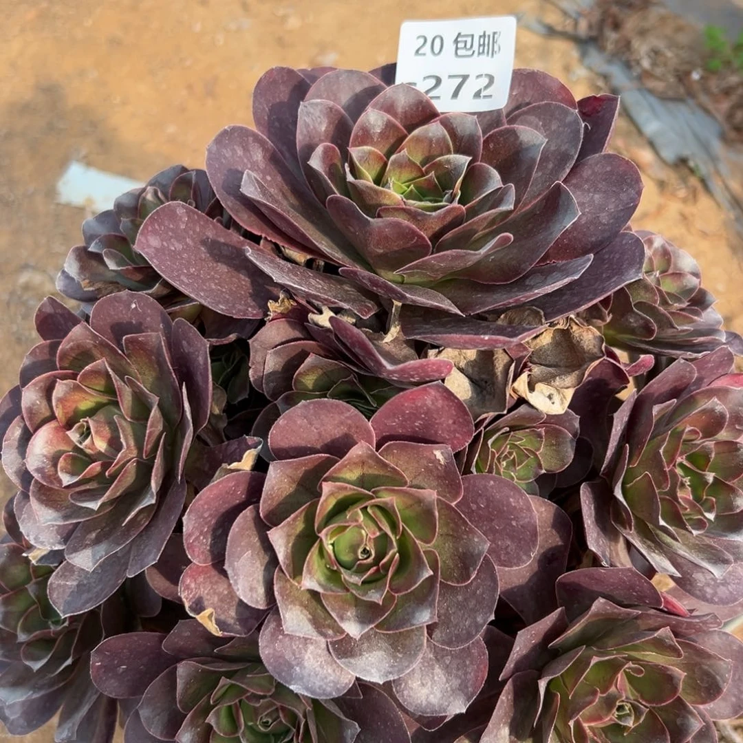 272魅金，多肉法师