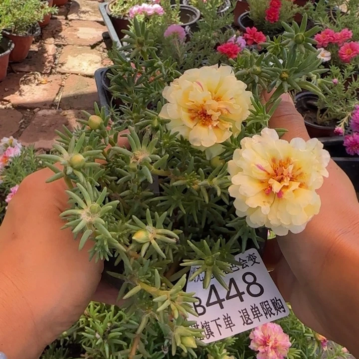 当前无花朵，栽培后可花朵B448超小苗盆口10cm