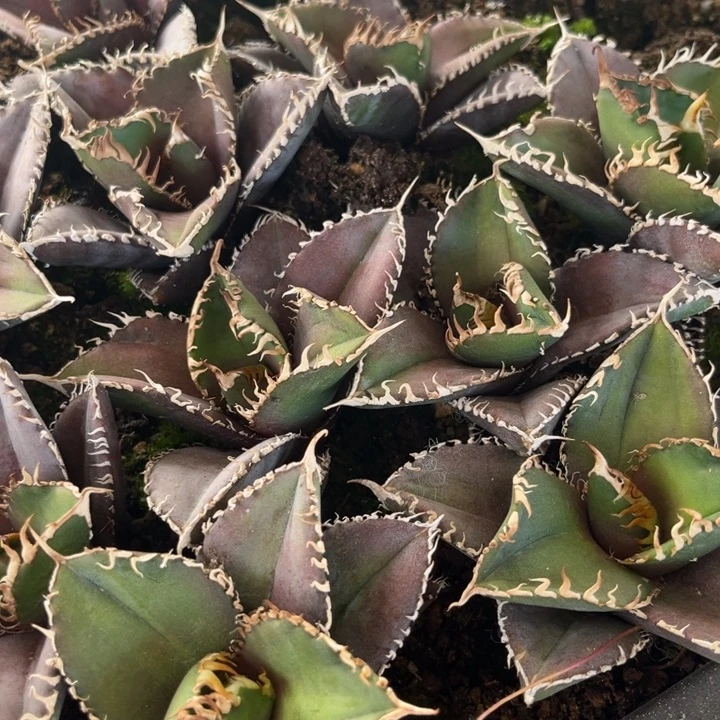 十****蓉红狮龙舌兰仁王冠