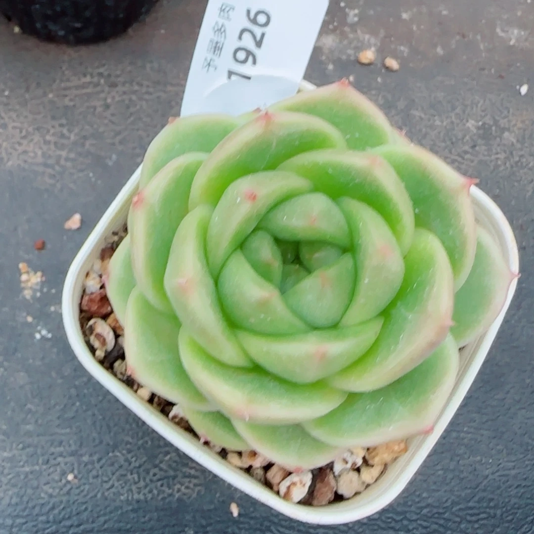 碧海珍妮，1926多肉植物