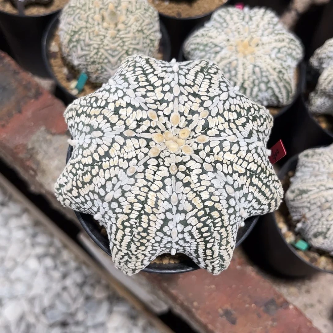 似***m70号实生超大海星兜