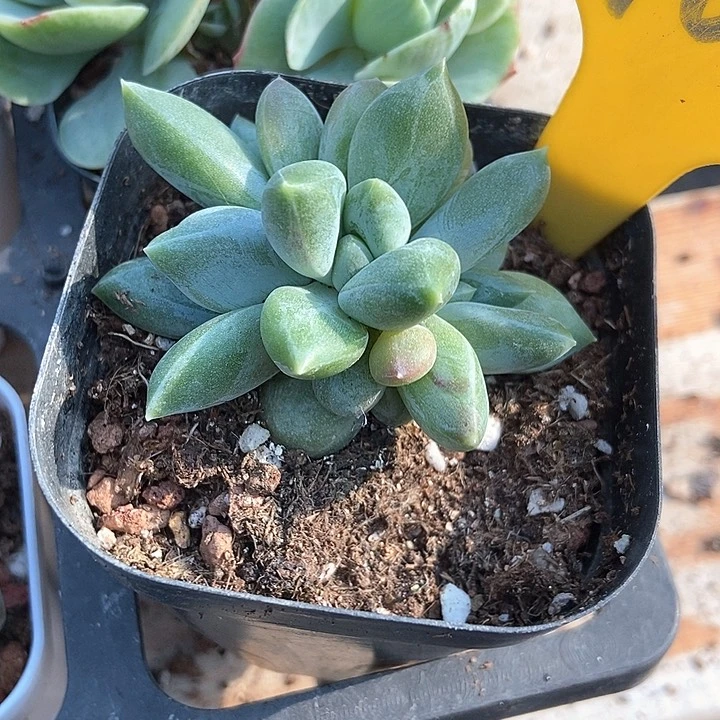 最****°多肉植物重楼963