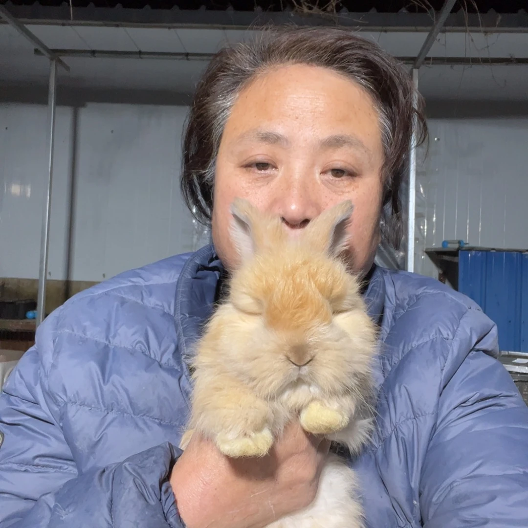 宠物兔英系安哥拉兔