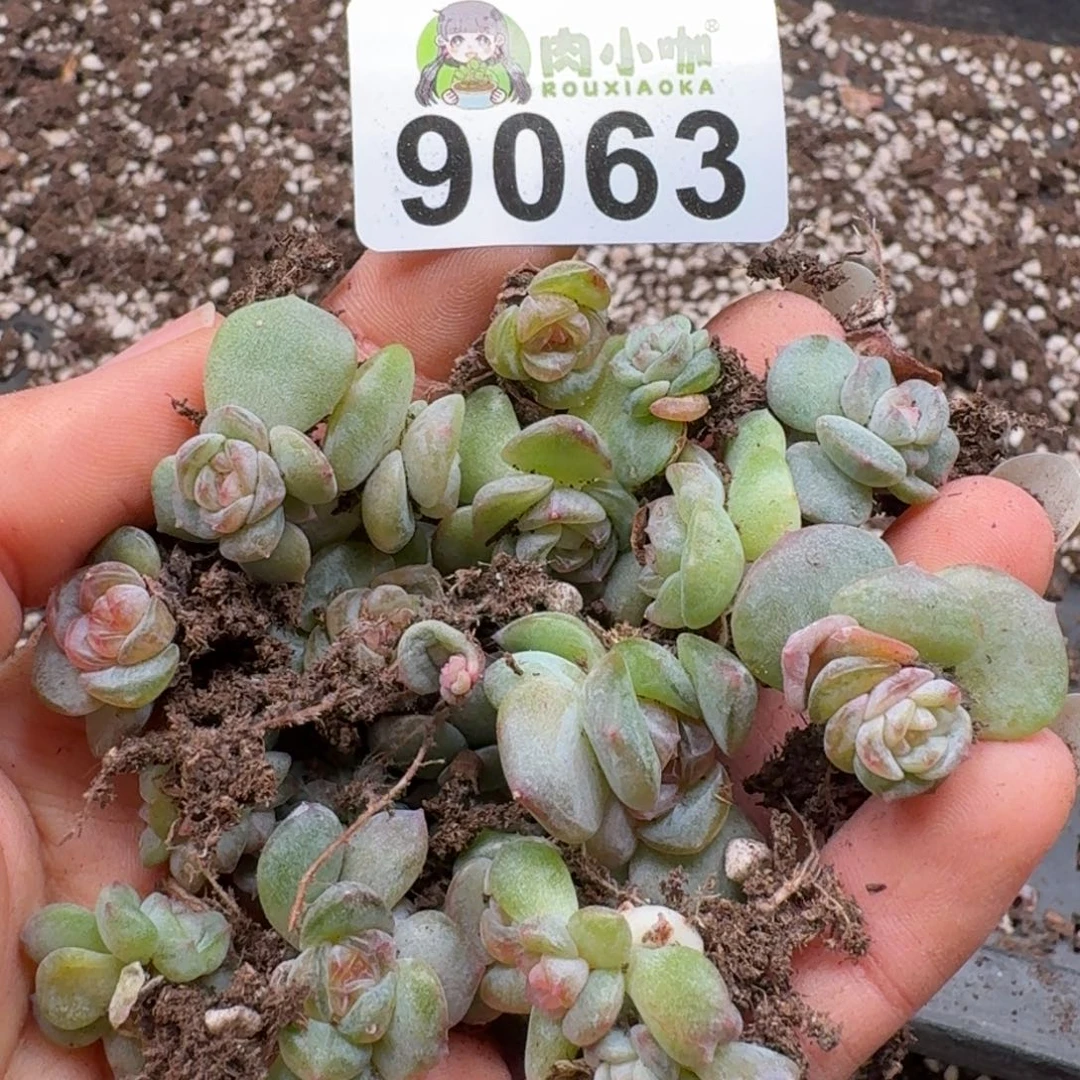 柒***默多肉植物多肉植物