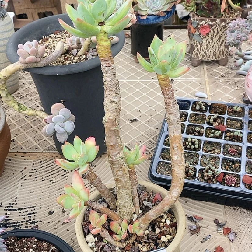 【闪购商品】芒果美人2372
