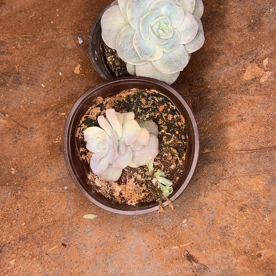 勿***尘多肉植物实物直播实物143