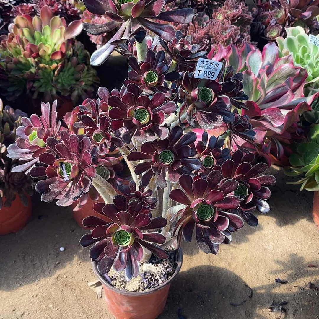 889黑法师多肉法师断枝不包