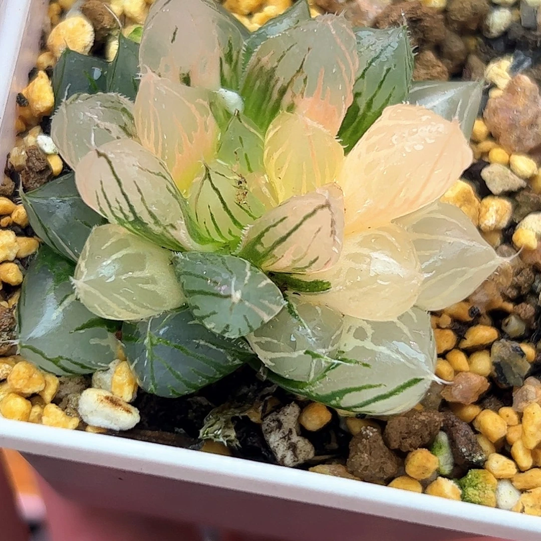 龙爪变异锦十二卷多肉