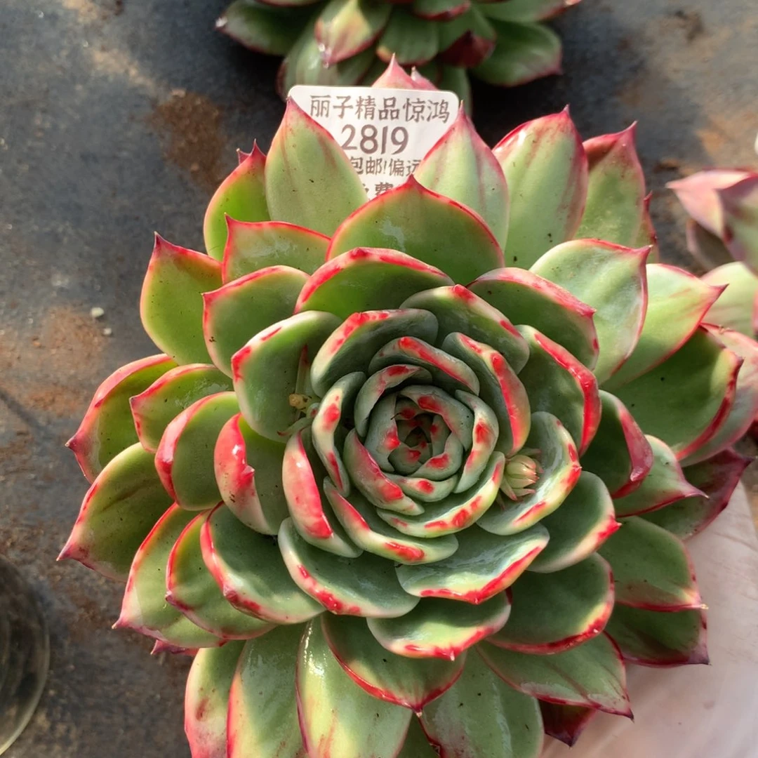 满***肉2819多肉植物惊鸿16