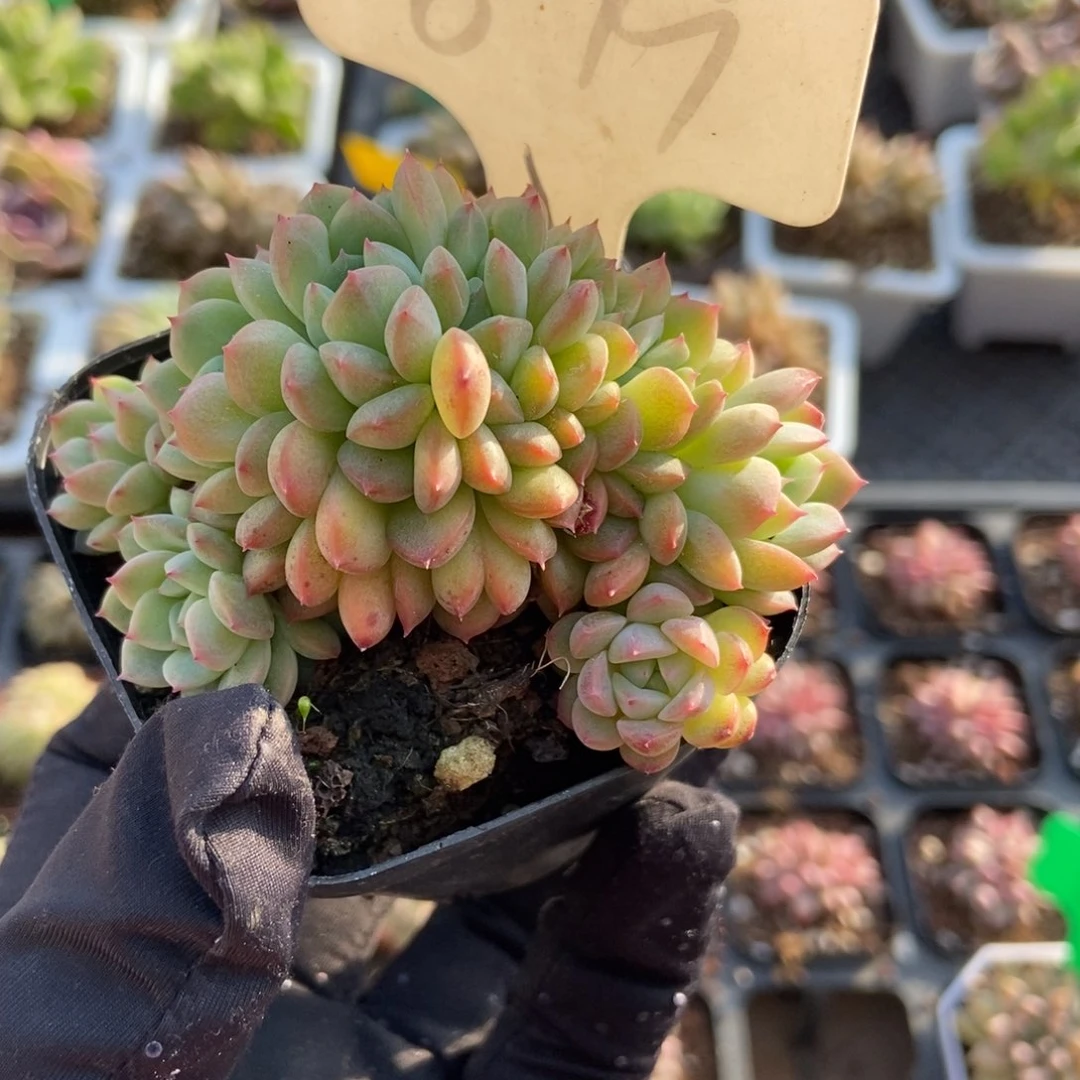 879干冰朵朵多肉植物保护