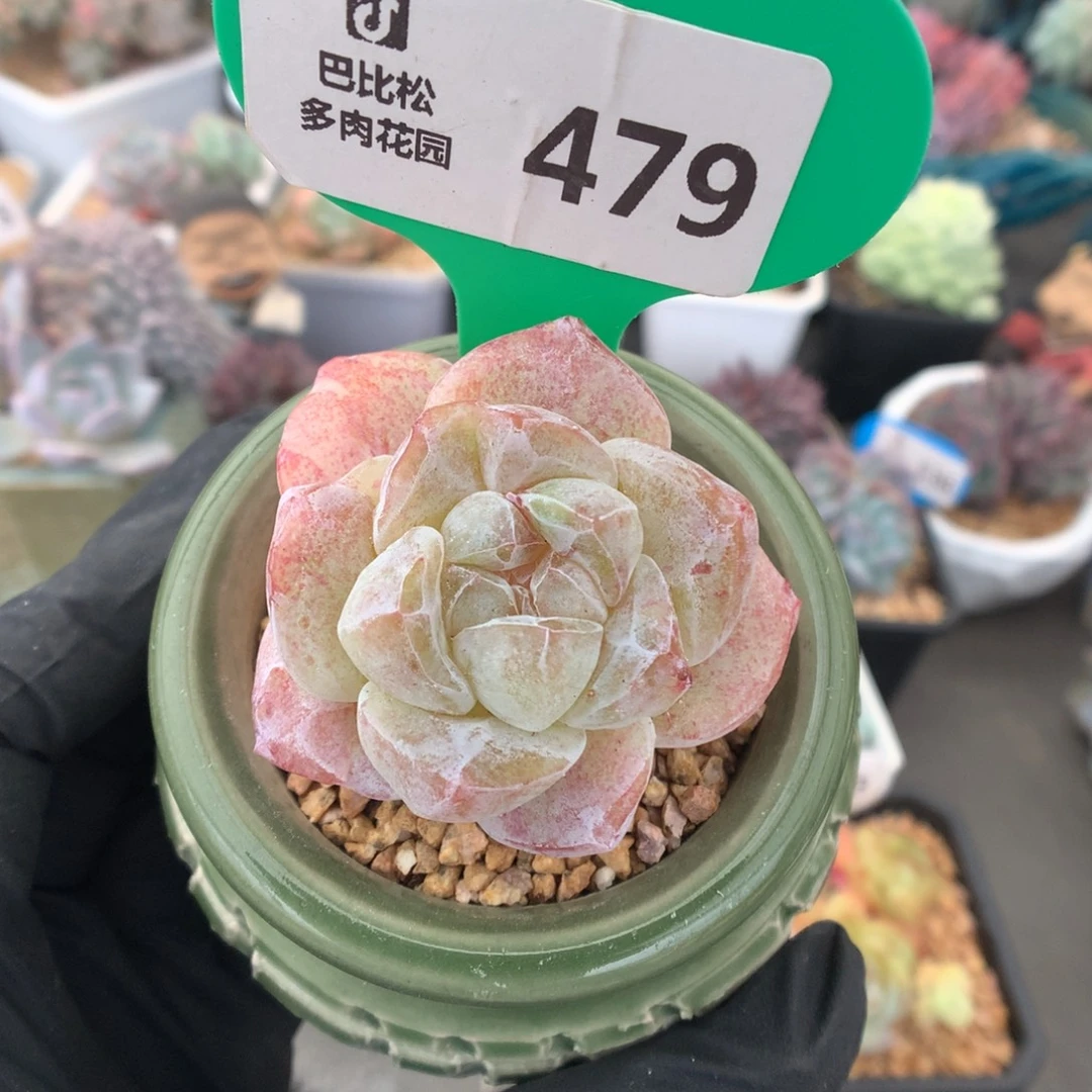 479 粉透冰玉石化多肉