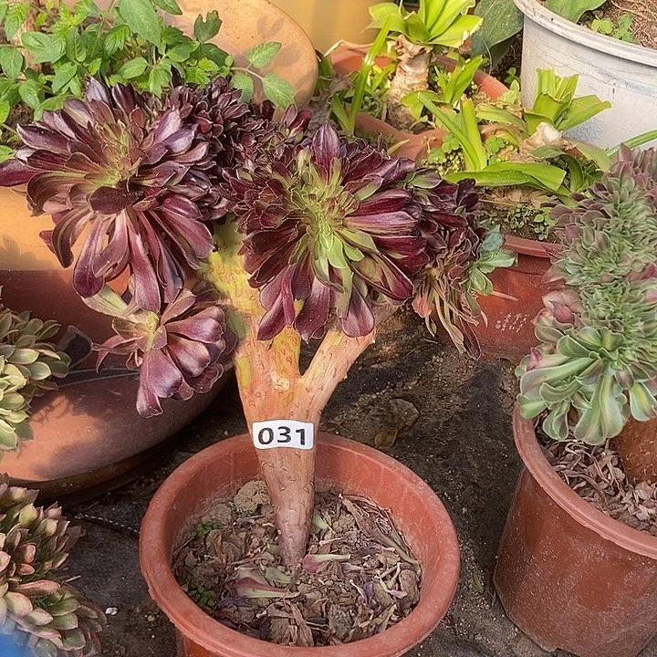 031欧若拉缀化老板子法师