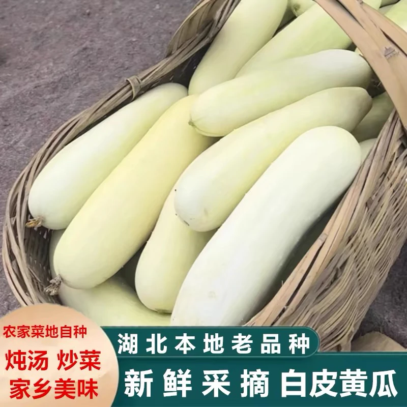 2025年湖北露天老品种白黄瓜 清炒 凉拌 炖汤 3斤 5斤包邮