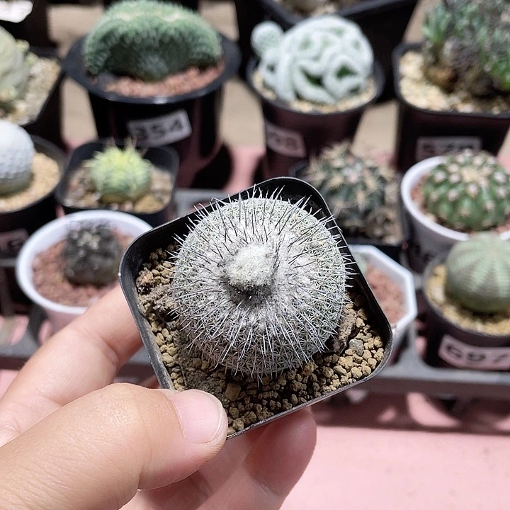 壹*636乌月丸补差仙人球