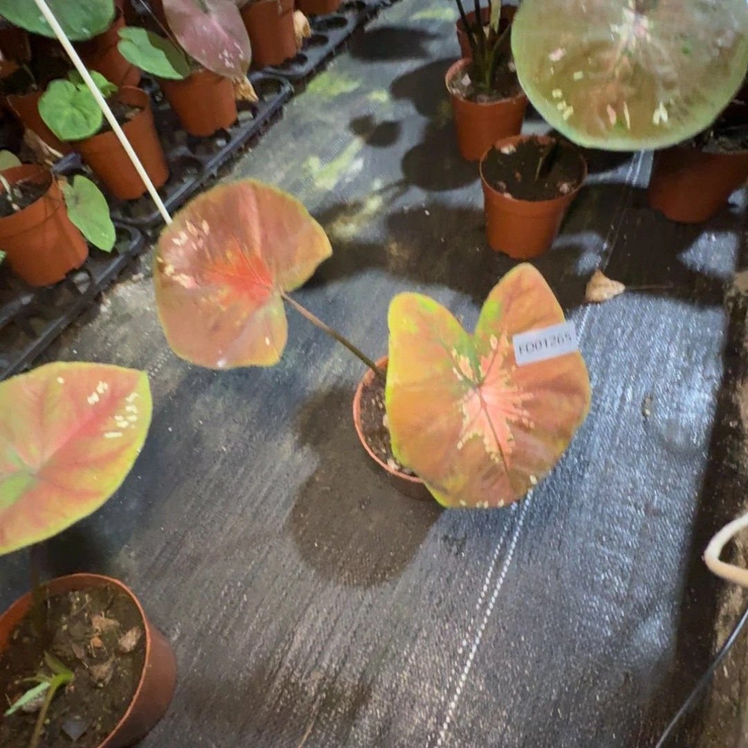 无花朵海王侧芽寄养01265