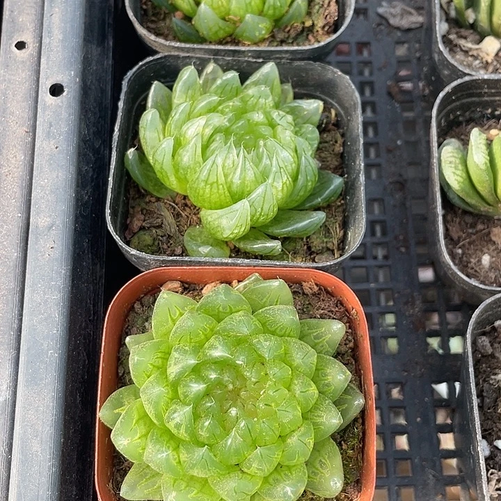 蝉翼5.8带盆土发货