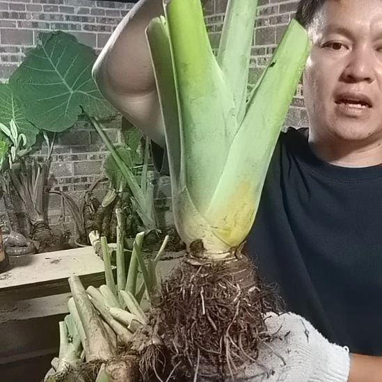 完全开放梁***光此时此地话