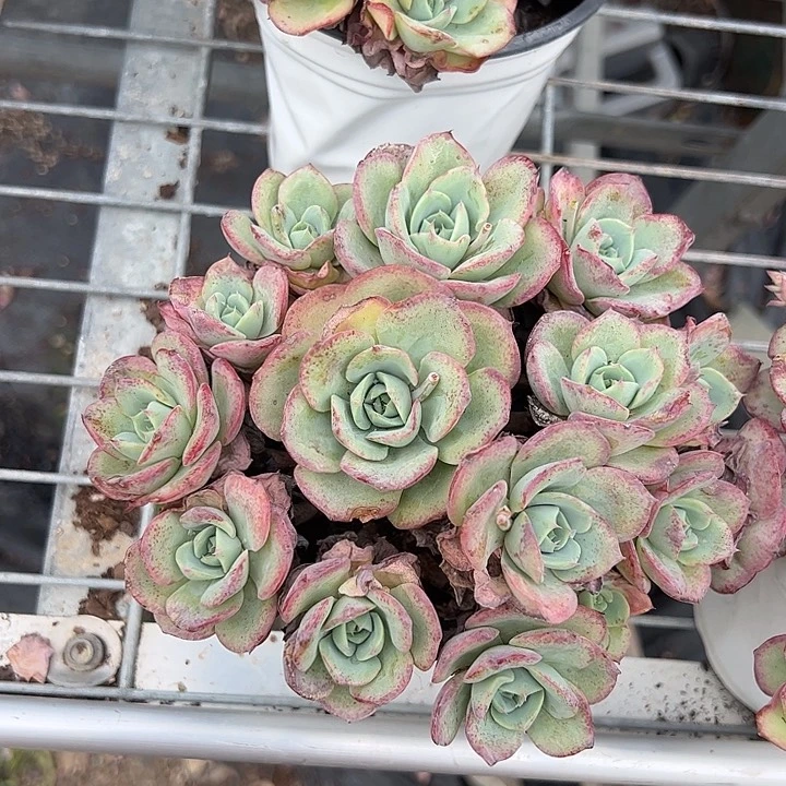 奶油黄桃多肉植物精品