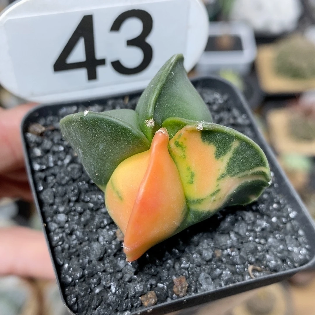 43号实生四角鸾凤玉锦4cm