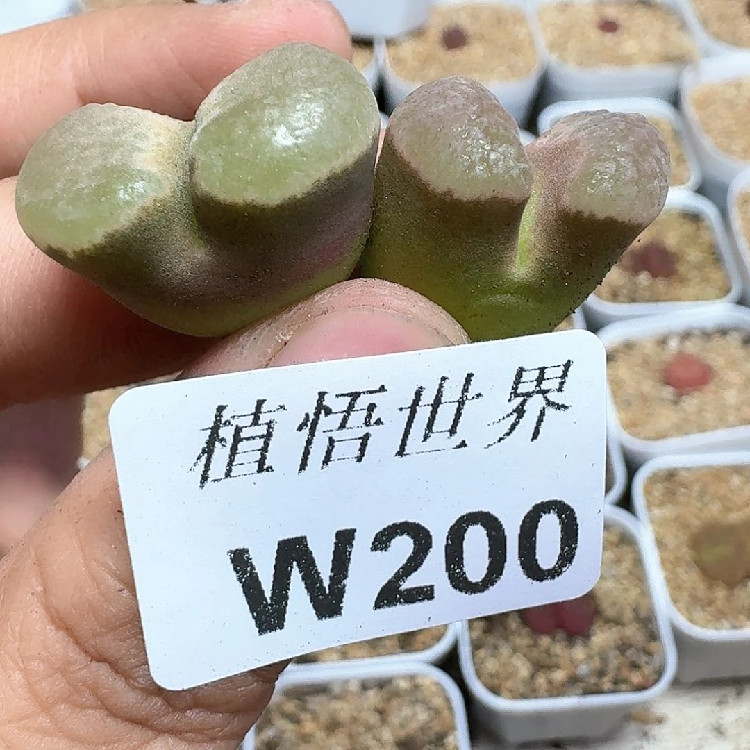 多肉植物的润泽额fv g