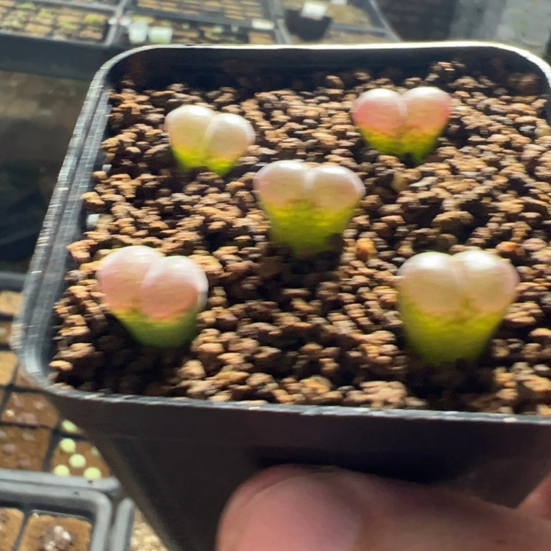 30-195量拍f1特选红风铃5颗