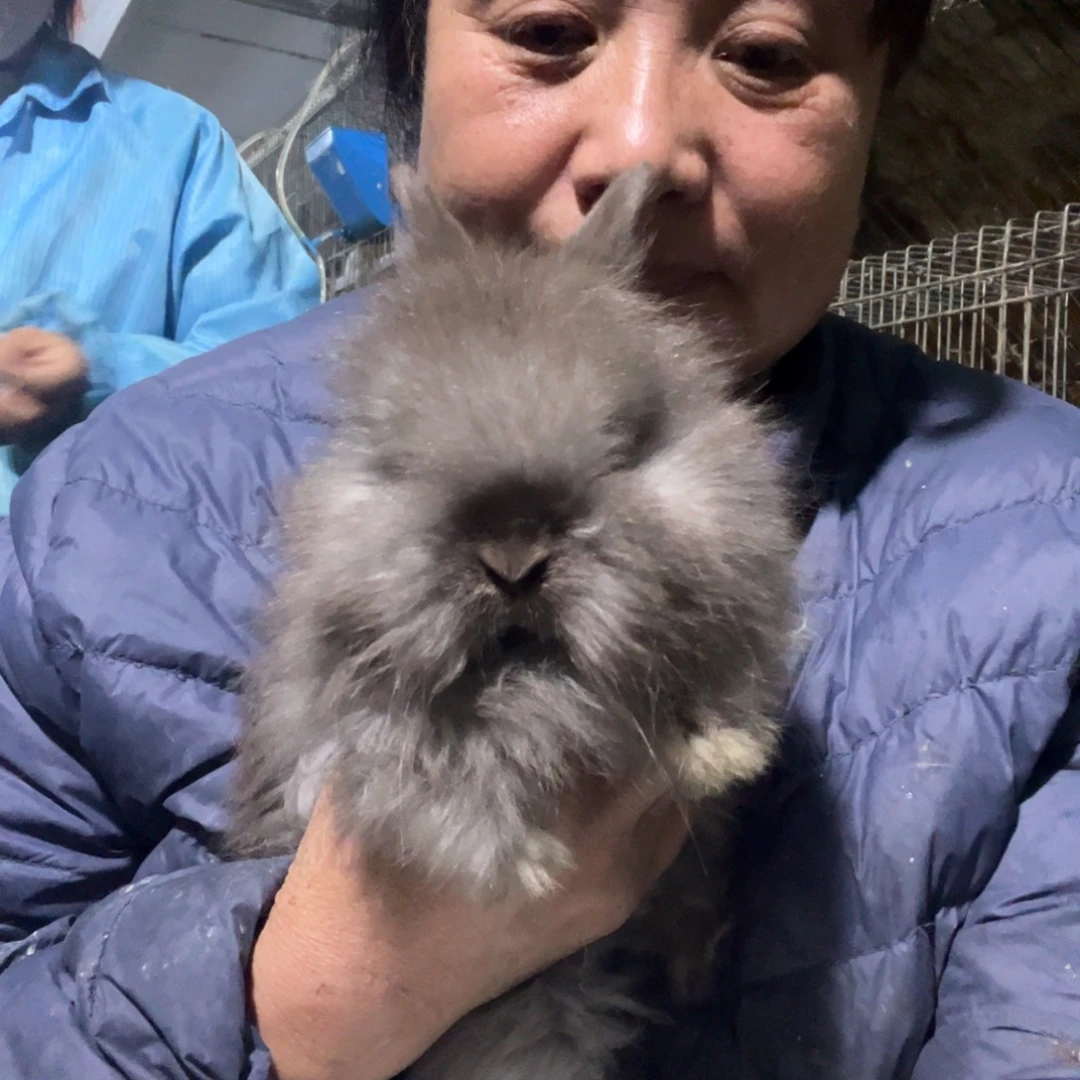 英系安哥拉宠物兔