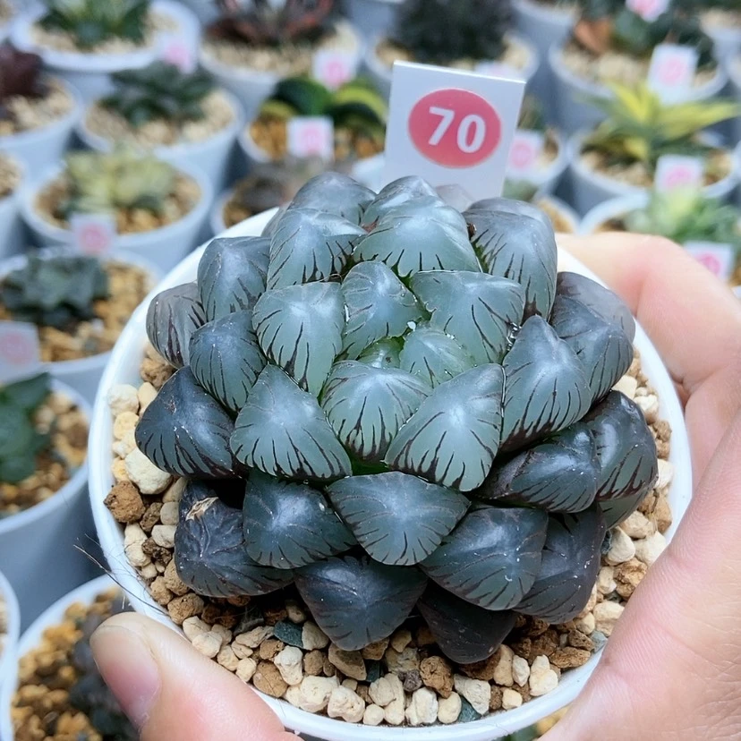 【闪购商品】70紫肌