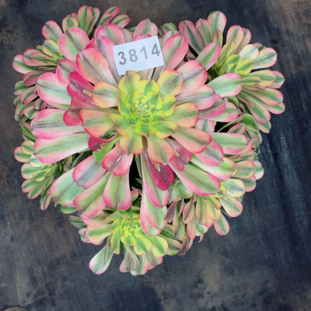 滇**庄粉钻多肉不售后发货