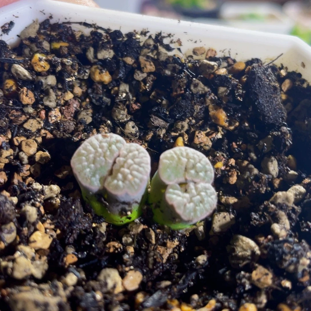 白窗磁铁双头植物一物一拍