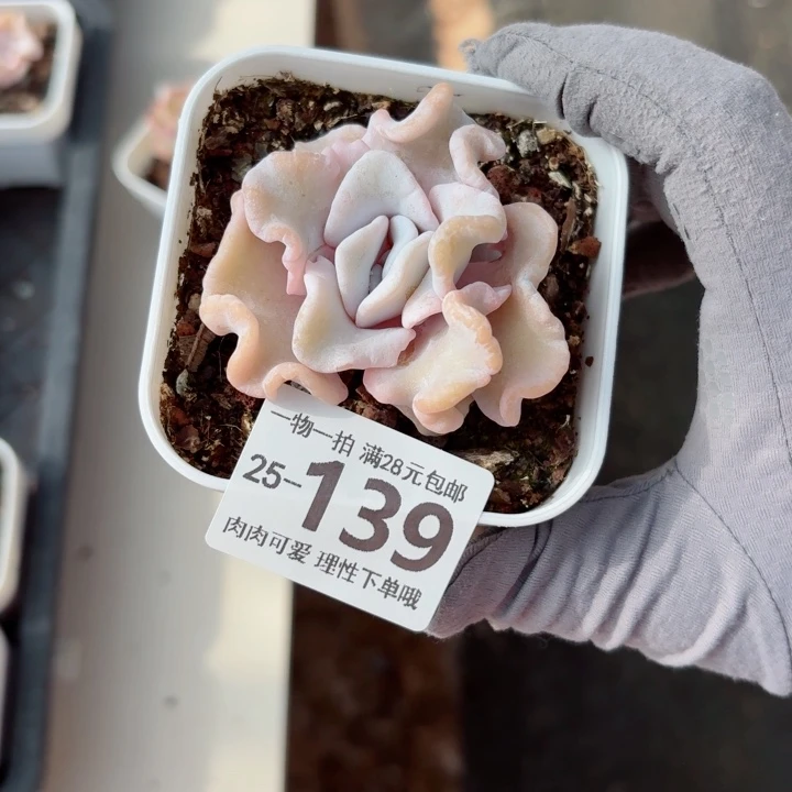 芭蕾舞者多肉无盆土发货无