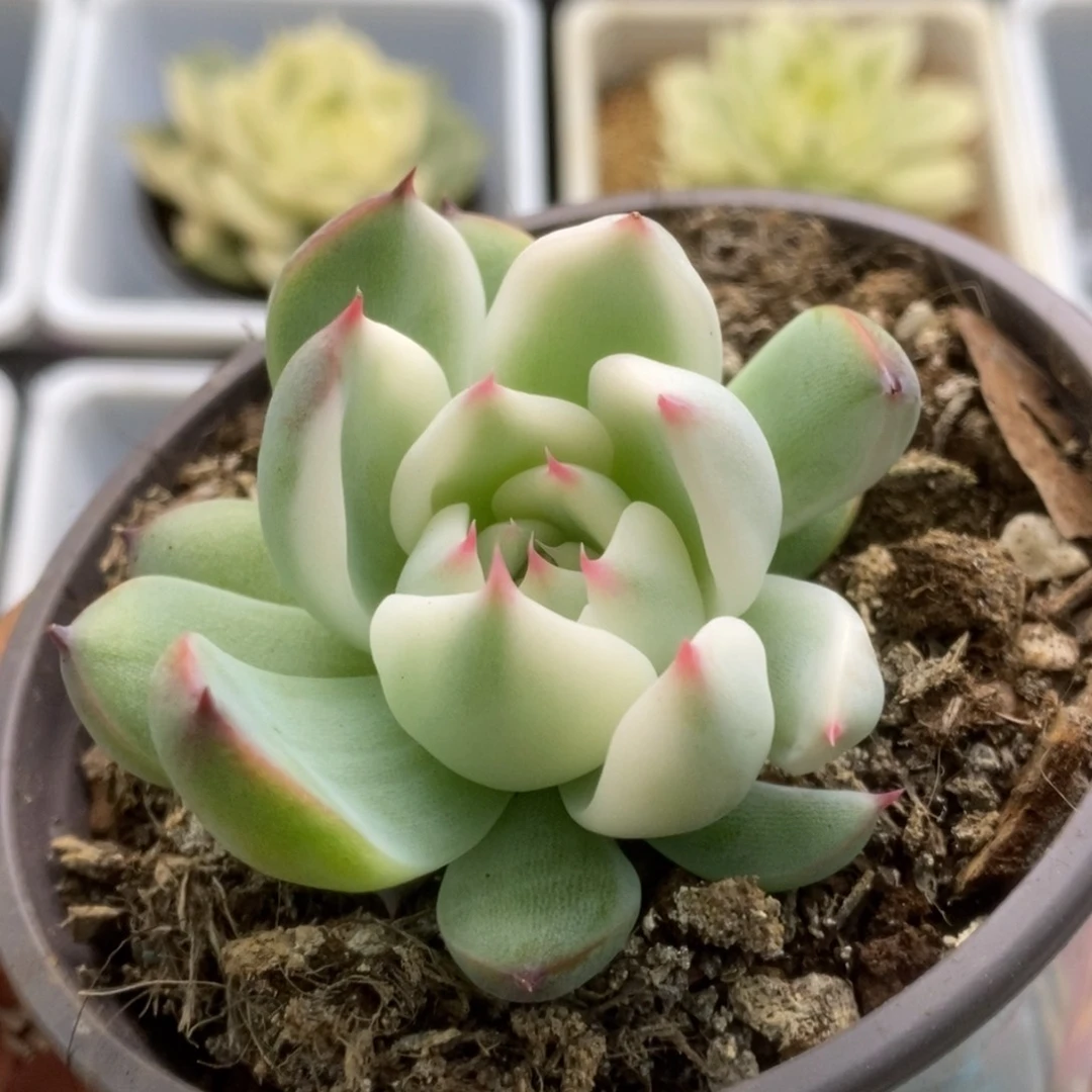 370锦锦锦锦锦锦锦锦锦锦