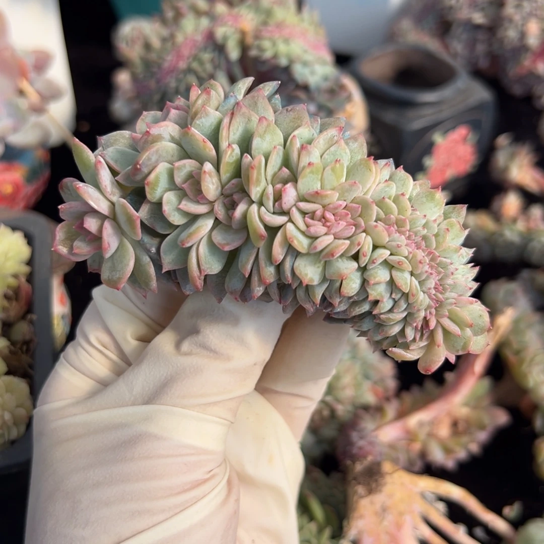 新年快乐 新年快乐