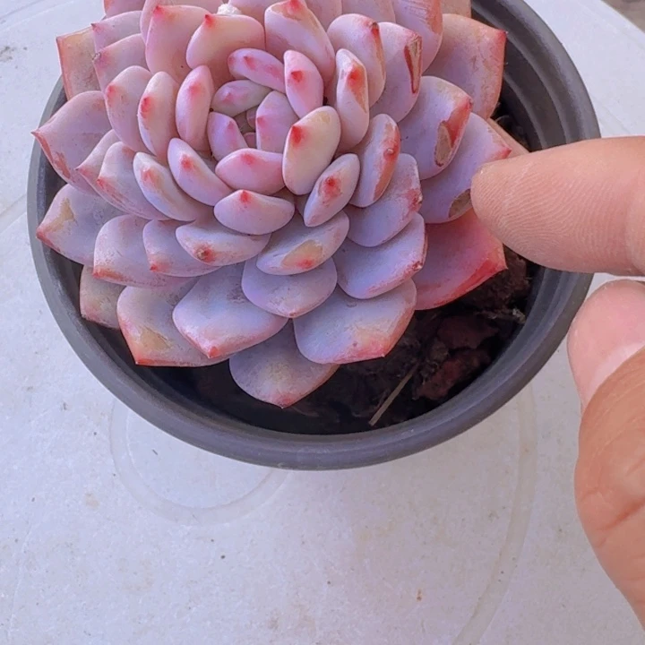 甜****一物一拍编号604