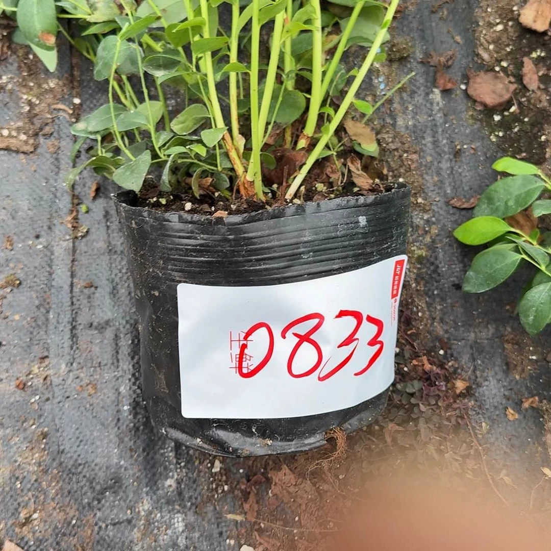 冷*儿中钵f6一物一拍0833