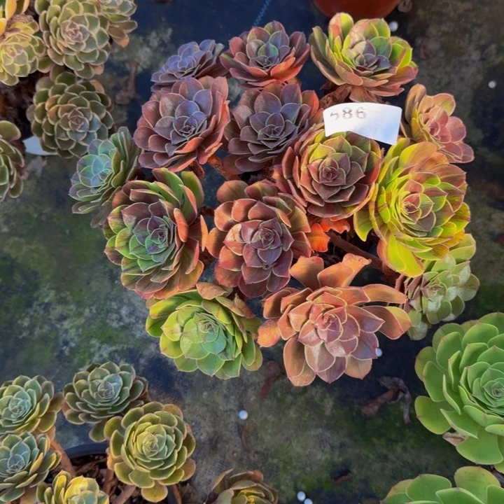 00000000586花月夜