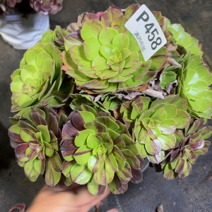 瑞妈多肉植物，458.
